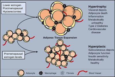 The Regulation of Adipose Tissue Health by Estrogens